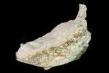 Fossil Oreodont (Merycoidodon) Mandible - Wyoming #145846-6